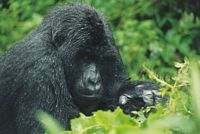 gorilla_tracks_travel_image