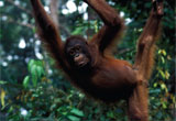 borneo_revealed_travel_image